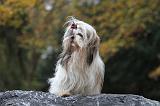 SHIH TZU 164